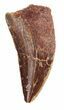 Serrated, Raptor Dinosaur Tooth - Morocco #54960-1
